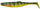 Yellow Perch \ 22cm