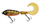18cm \ Yellowfin Perch
