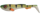 21cm \ Redfin Perch
