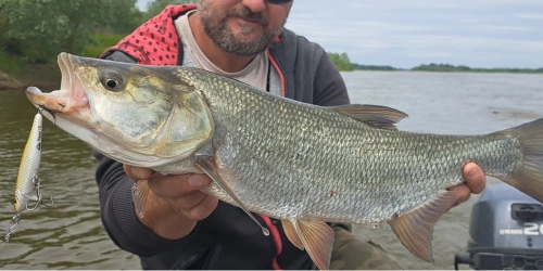 Sprawdź woblery na bolenia