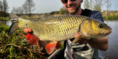 Sprawdź przynęty na klenia