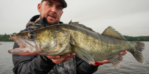 Sprawdź wędki na sandacza 