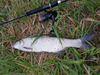 Wędka Graphiteleader Argento Prototype 285cm | 7-32g