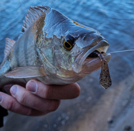 Zestaw Perch Professor F**king Leech 2,75"/7cm - MIX - 8 szt. +  Perch Professor Fapping Craw 2"/5cm - MIX - 6 szt.