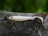 Guma Fox Rage Slick Shad 13cm | Pearl UV