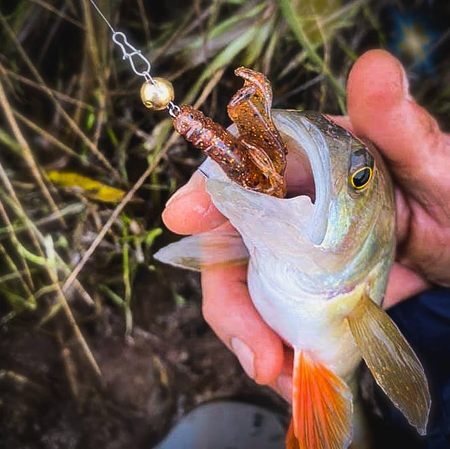 Przynęta Perch Professor Fapping Craw 2"/5cm - #03 Bimber Tea - 6 szt.