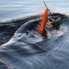 .Guma SAVAGE GEAR 3D Whitefish Shad 23cm 94g Moto UV 1szt