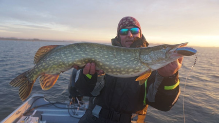 Wobler Westin Swim Jerk 8cm | Real Baltic Pike | neutralny