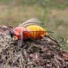Wobler Engima Baits Osa 3,5cm | Osa Miedziana | pływający