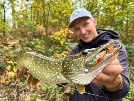 Guma Mikado Sicario Pike Tail 14cm Bream