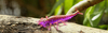 Gumy FishUp Diving Bug 5,0cm | 2" | #012/Chaos | 8szt.