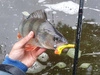 Przynęta MIKADO SAIRA 14cm, kolor 3D Limited Roach - 1szt,