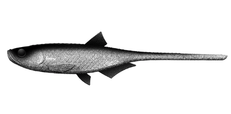 Przynęta Libra Lures Bleak Slug Tail 8.2" | 20.8 cm | 0002 - Ghost