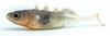 Przynęta ANGRY LURES Stickleback - 6cm - N
