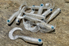 Guma Great Fish GF1 Twister 4,9cm | White Pearl | rybny | 10 szt.