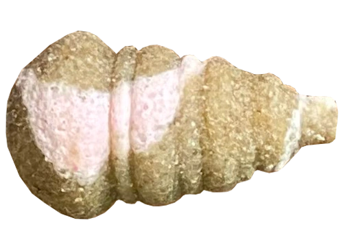 FEEDER BAIT Mini Ślimak Twister Wafters 11/8mm - Banan & Squid