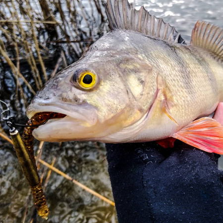 Przynęta Perch Professor Flying Worm 2,75"/7cm - MIX - 6 szt.