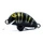 Black Tiger