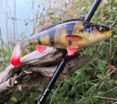 .Guma Savage Gear 4D Perch Shad 17,5cm | SS | Perch