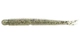 #320 Silver Shad