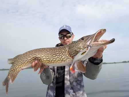 Guma Westin ShadTeez High 12cm | Sparkling Blue