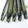 Guma Angry Lures Pike 25cm | NTA