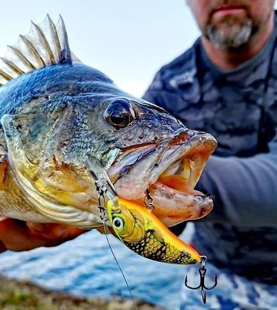 Wobler Salmo Hornet 4cm | Holographic Grey Shiner | tonący