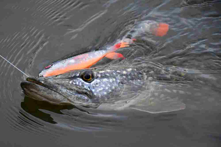 .Guma Savage Gear 3D Whitefish Shad 23cm | Green Silver
