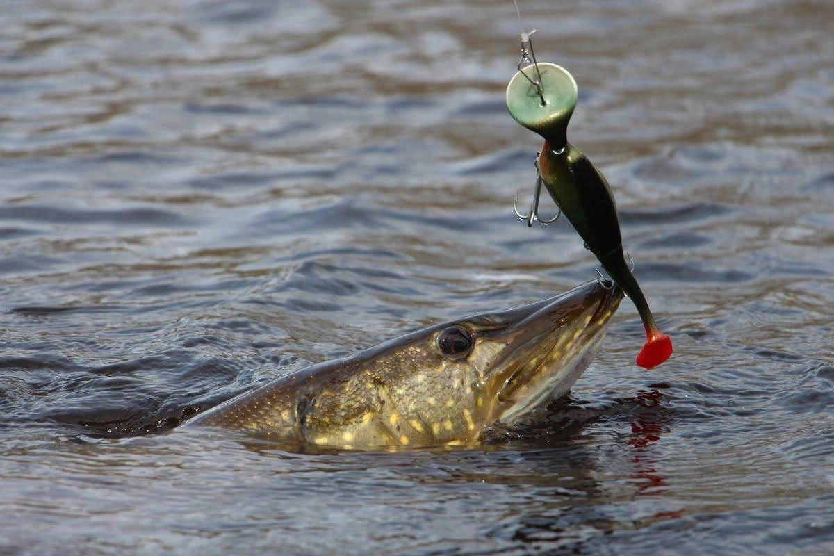 Headbanger Shad 16cm - Firetiger Stealth - Neutralny