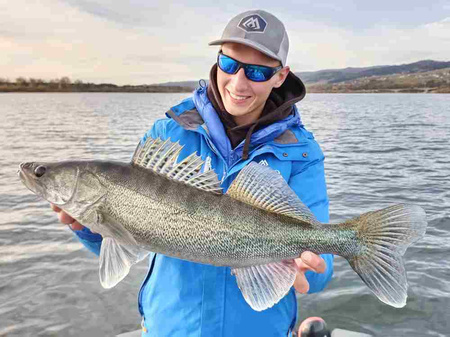 Guma Mikado MFT Roach 8cm Bleedeng Blue