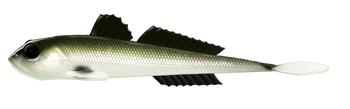 Przynęta LIBRA LURES GOBIO 7.3" (18.54cm) - 40g - 031 - OLIVE WHITEFISH