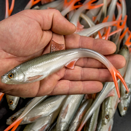 Guma Angry Lures Bleak V-Tail 20cm | NOO