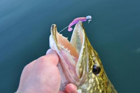 Gumy FishUp U-Shad 6,2cm | 2,5" | #042/Watermelon Seed | 9szt.