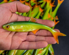 Guma Angry Lures Bleak F-Tail 15cm | GYO