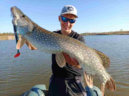 Guma Mikado MFT Roach 18cm Fire Tiger