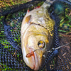 Przynęta Perch Professor F**king Leech 3,5"/9cm - #02 Purple Pepper - 5 szt.