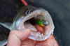Guma Savage Gear Craft Bleak 8,5cm | Holo Baitfish