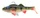  Perch \ 17.5
