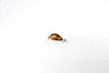Wobler Murky Baits Bulwa 2,5cm | 2g | wolno tonący | BA12