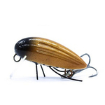 Wobler Engima Baits Owad 3cm | Brązowy-Złoty | pływający