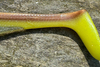 Guma Great Fish Rocky 16cm | Natural Brown