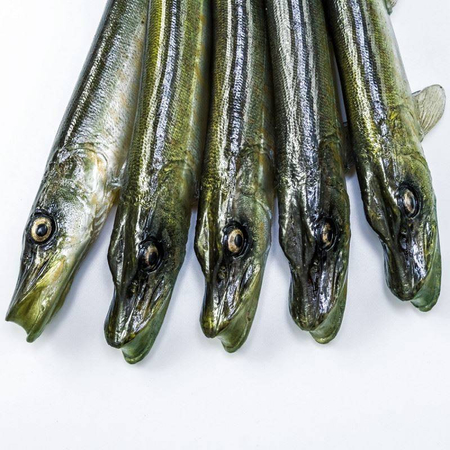 Guma Angry Lures Pike 25cm | NTA