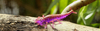 Gumy FishUp Diving Bug 5,0cm | 2" | #060/Dark Violet/Peacock & Silver | 8szt.