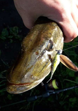 Gumy Mikado Fish Fry 8cm | 372 | 5szt.