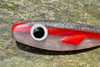 Guma Great Fish Rocky 16cm | Natural Red