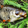 Przynęta Libra Lures Largo Slim 3.4cm | 038 - Brown | kryl | 12 szt.