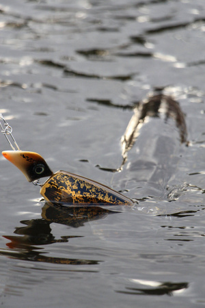Headbanger Tail 23cm - Goldhead - Pływający