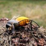 Wobler Engima Baits Osa 3,5cm | Osa Brązowa | pływający