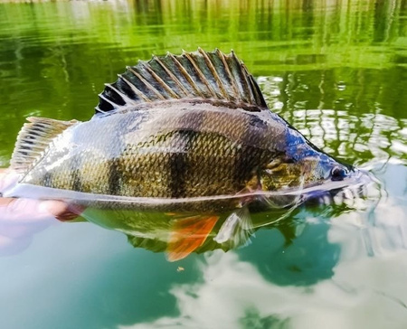 Guma Keitech Easy Shiner 2" | 5,08cm | #462 Electric Smoke Craw | 12 szt.