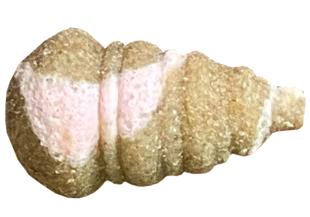 Feeder Bait Mini Ślimak Twister Wafters 11/8mm | Czosnek